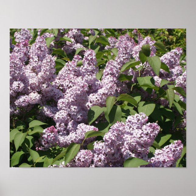 Affiche Lilacs en fleurs dans East Lansing (Devant)