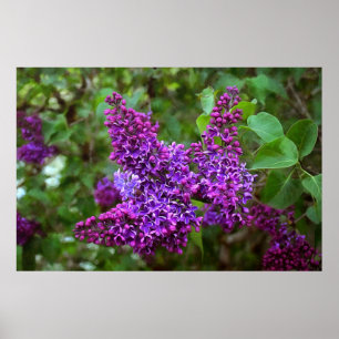 Affiche Lilacs pourpres le jour du printemps