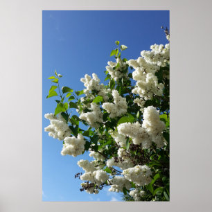 Affiche Lilas des jardins , Arbre à fleurs de lilas blanc