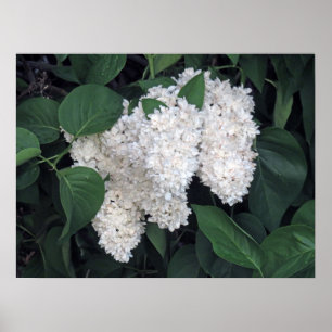 Affiche Lilas français