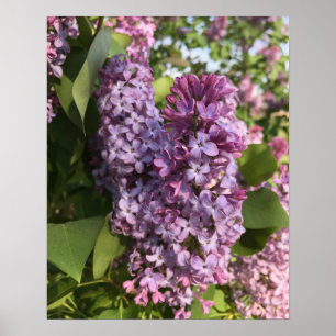 Affiche lilas pourpre