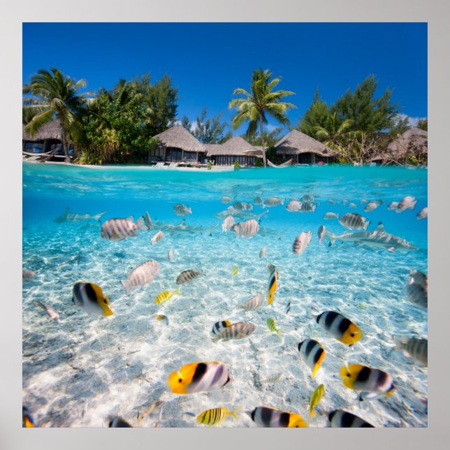 Affiche L'île tropicale sous et au-dessus de l'eau (Devant)