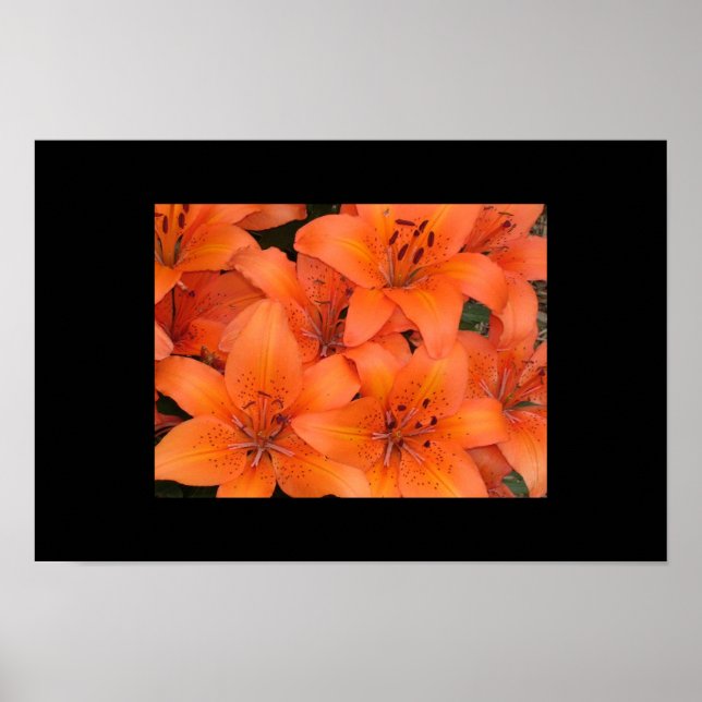 Affiche Lilies (Devant)