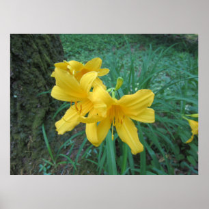 Affiche Lilies Jaunes