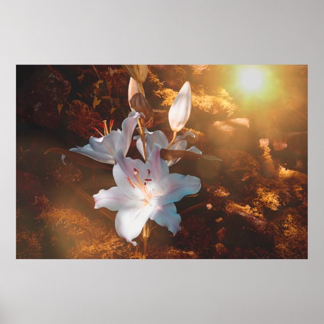 Affiche Lilies magiques - (Devant)