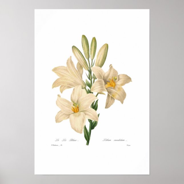 Affiche Lilium candidum (Devant)