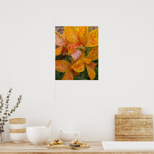 Affiche Lilium Canna Jaune avec Fleurs à Taches Rouges