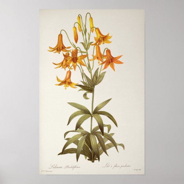 Affiche Lilium Penduliflorum, de "Les Liliacées", 1811 (Devant)