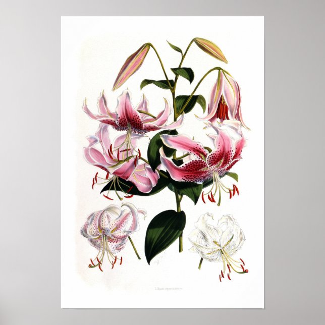 Affiche Lilium speciosum (Devant)