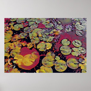 Affiche Lillies d'eau