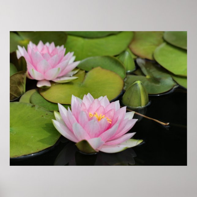 Affiche Lillies d'eau (Devant)