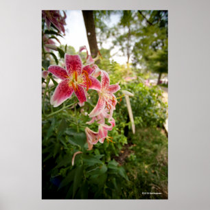 Affiche Lillies rose