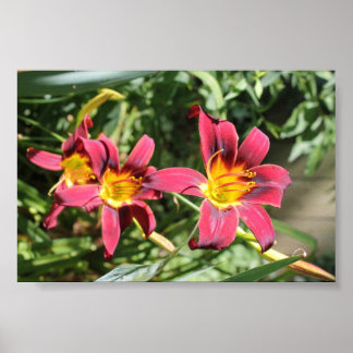 Affiche Lillies rouges du Kentucky