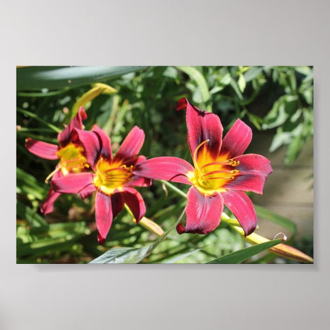 Affiche Lillies rouges du Kentucky (Devant)
