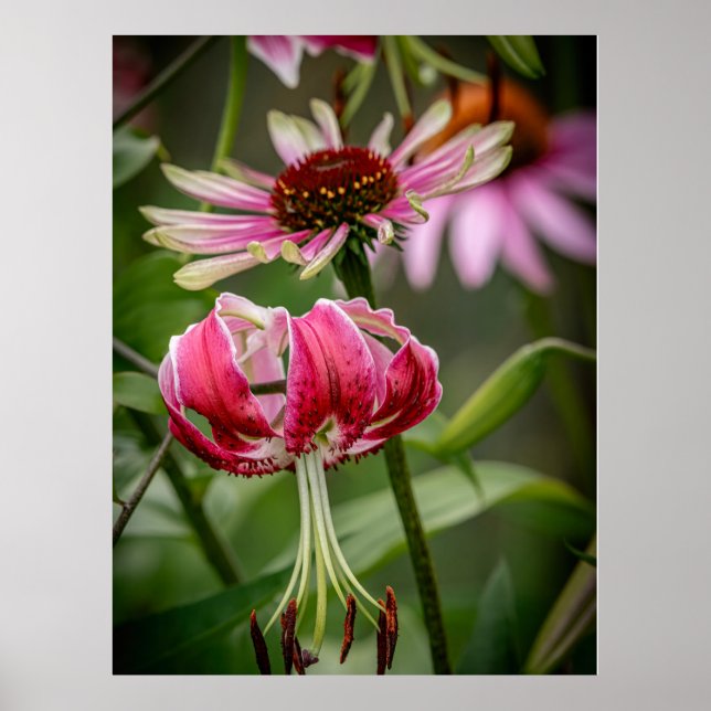 Affiche Lily  (Devant)