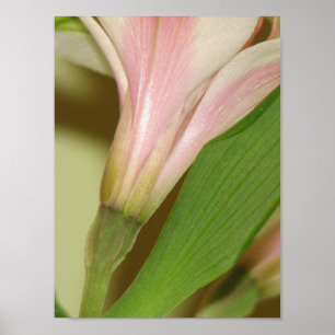 Affiche Lily