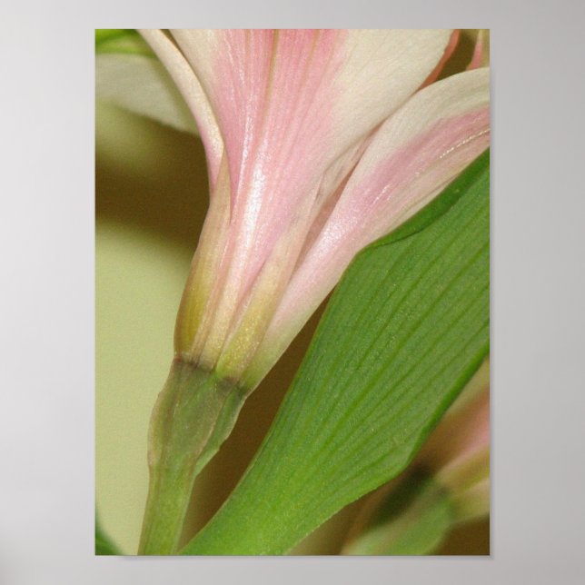 Affiche Lily (Devant)