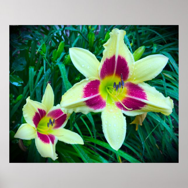 Affiche Lily, (Devant)