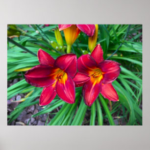 Affiche Lily,