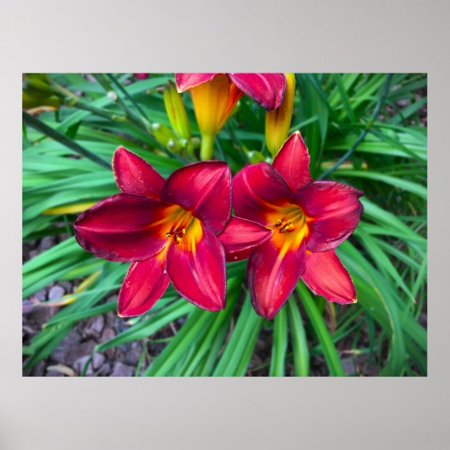 Affiche Lily, (Devant)