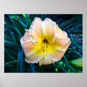 Affiche Lily,