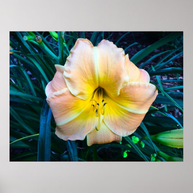 Affiche Lily, (Devant)