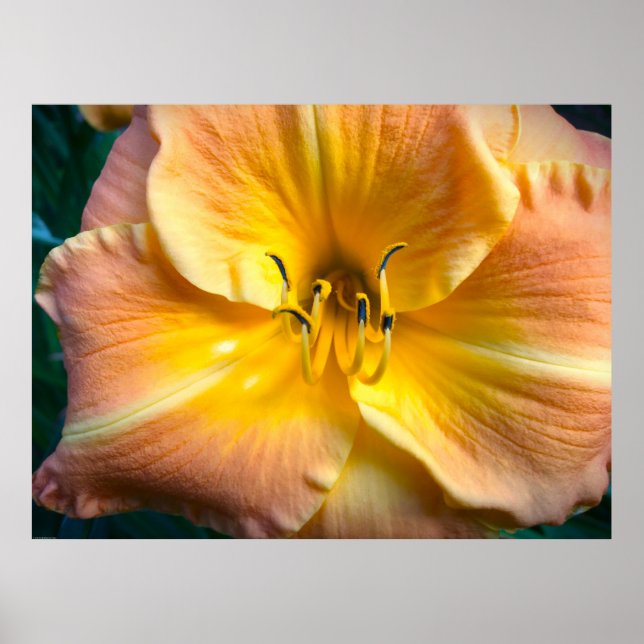 Affiche Lily, (Devant)