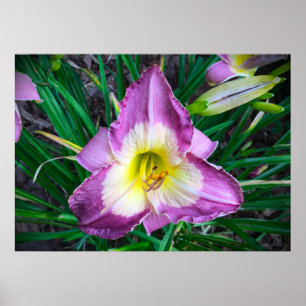 Affiche Lily,