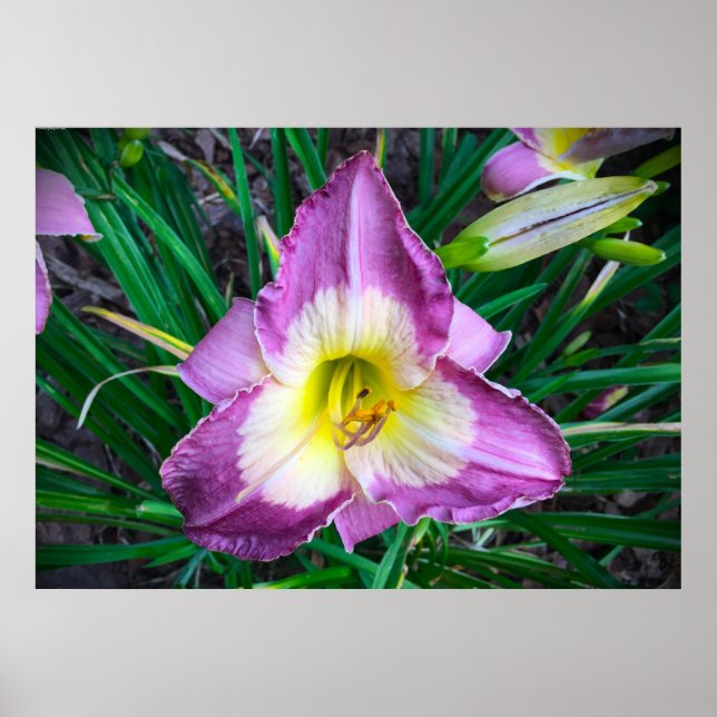 Affiche Lily, (Devant)