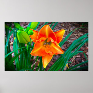 Affiche Lily,
