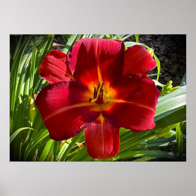 Affiche Lily, (Devant)