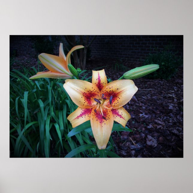 Affiche Lily, (Devant)