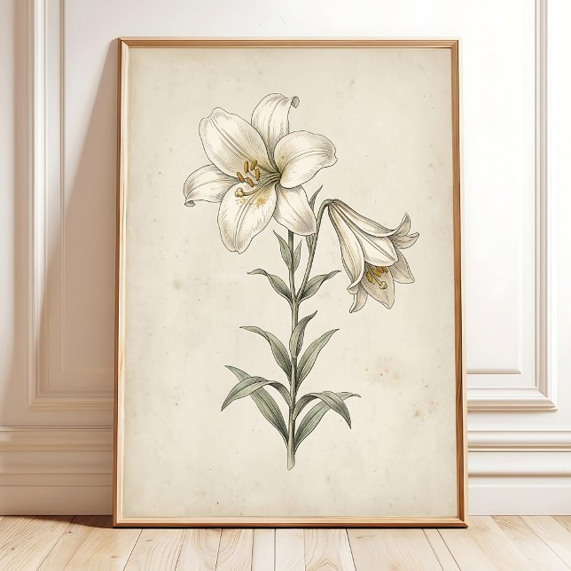 Affiche Lily Art Botanique Antique pour Murs (Créateur téléchargé)