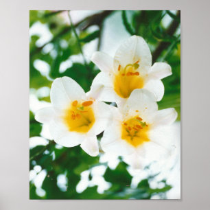 Affiche Lily blanche - Lilium candidum