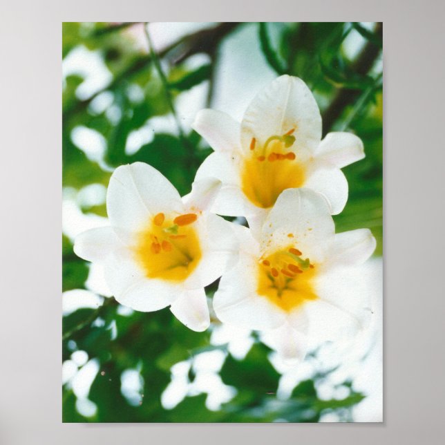 Affiche Lily blanche - Lilium candidum (Devant)