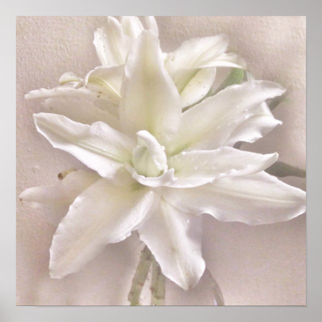 Affiche Lily Blossoms Blush (Devant)