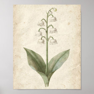 Affiche Lily de la Vallée Art Botanique Floral