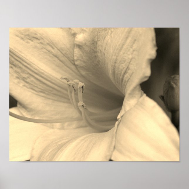 Affiche Lily Flower Close dans Sepia Tint (Devant)