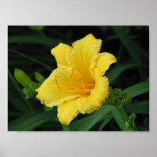Affiche Lily jaune