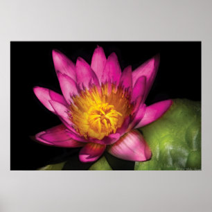 Affiche Lily - Nymphaea Ruby - Passion