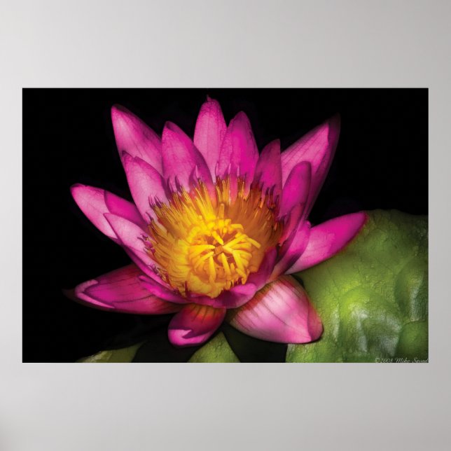 Affiche Lily - Nymphaea Ruby - Passion (Devant)
