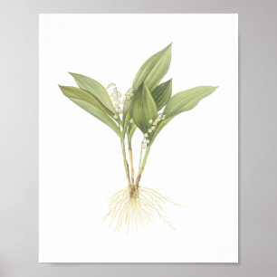 Affiche Lily-of-the-valley(Convallaria majalis) par Redout