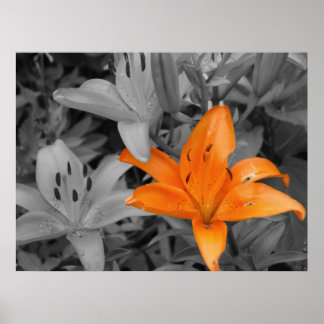 Affiche Lily orange