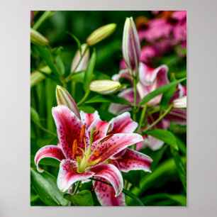 Affiche Lily orientale