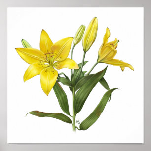 Affiche Lily Orientale Jaune Imprimer