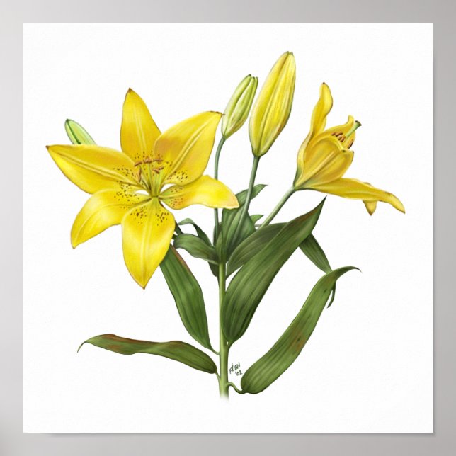 Affiche Lily Orientale Jaune Imprimer (Devant)