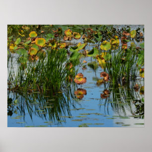 Affiche Lily Pads sur la photographie du fleuve Mississipp