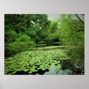 Affiche Lily Pads sur le Pond