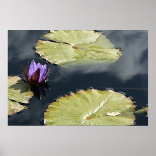 Affiche Lily pourpre