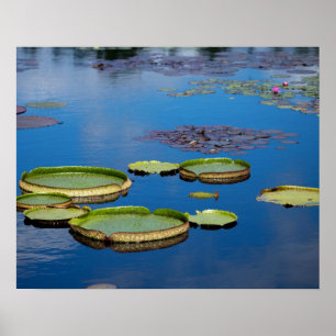 Affiche Lilypad